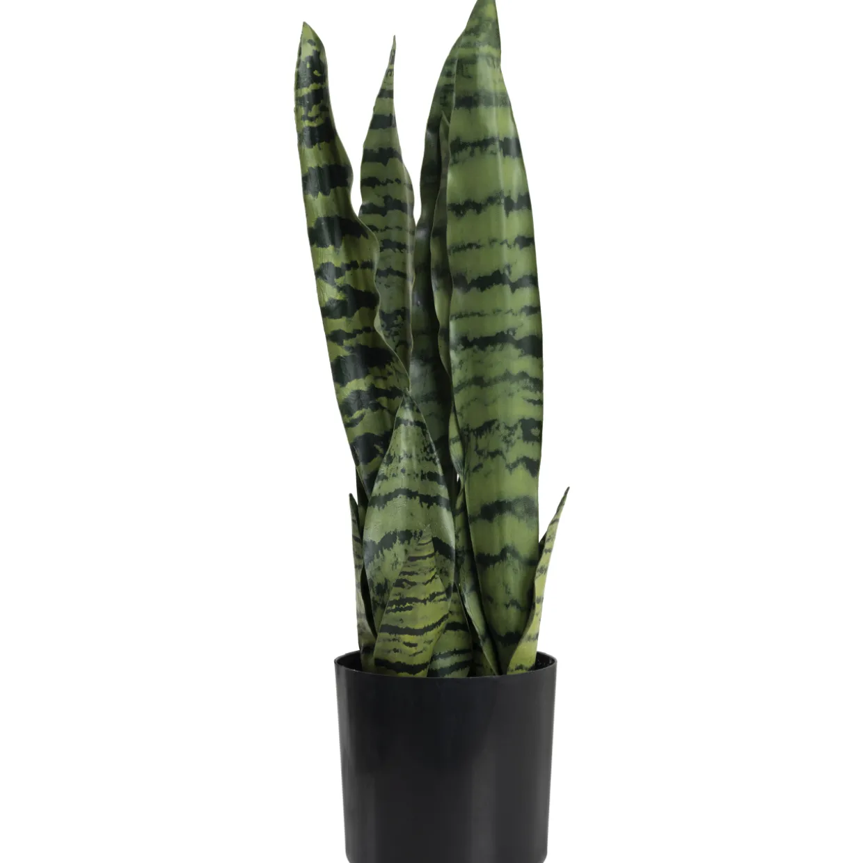 Anopinkieli Kotikulta 50 cm