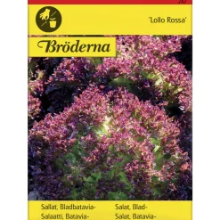 Bataviasalaatti Lollo Rossa siemen Bröderna Nelsons
