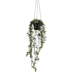 Eukalyptusköynnös Kotikulta 65 cm