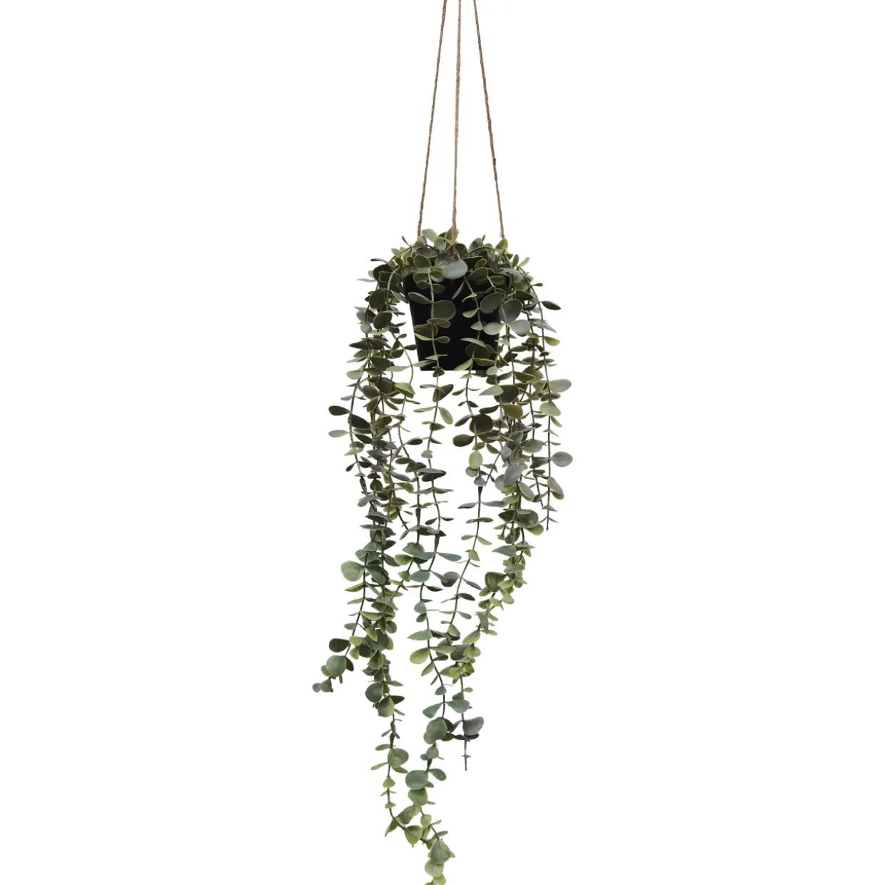 Eukalyptusköynnös Kotikulta 65 cm