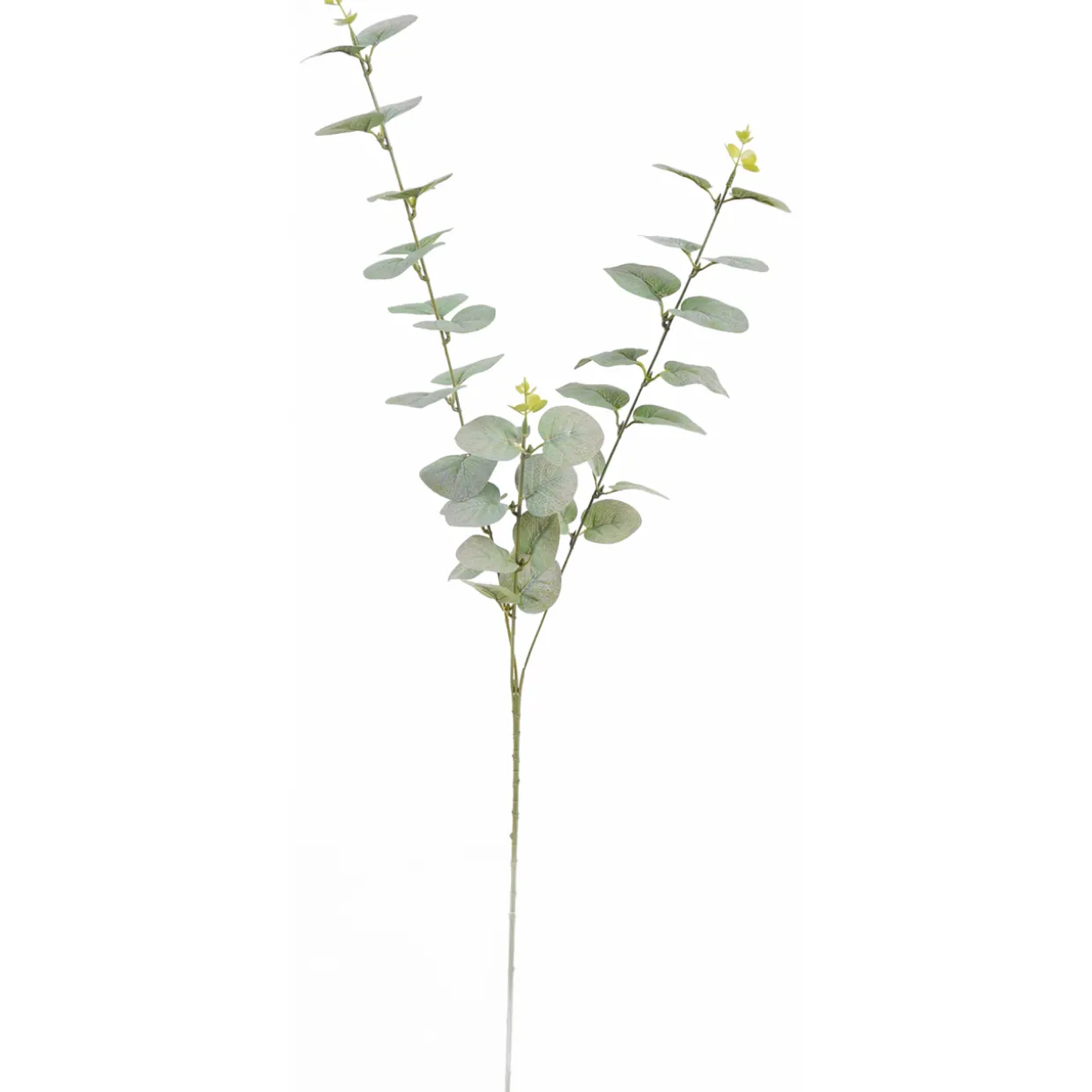 Eukalyptusoksa Kotikulta 74 cm