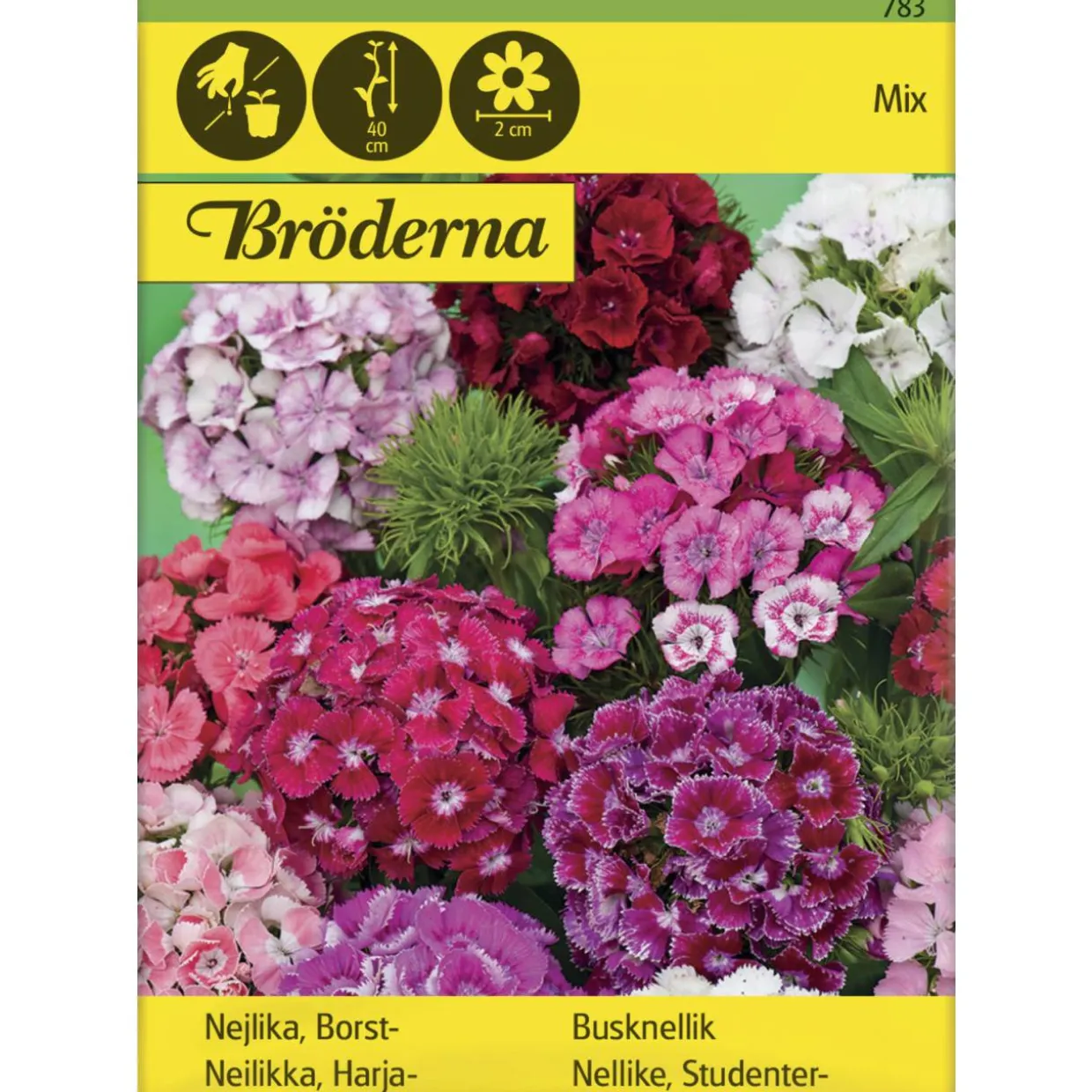 Harjaneilikka seos siemen Bröderna Nelsons