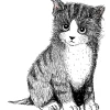 Heijastin Kiilu C Vallila Kitties pentu