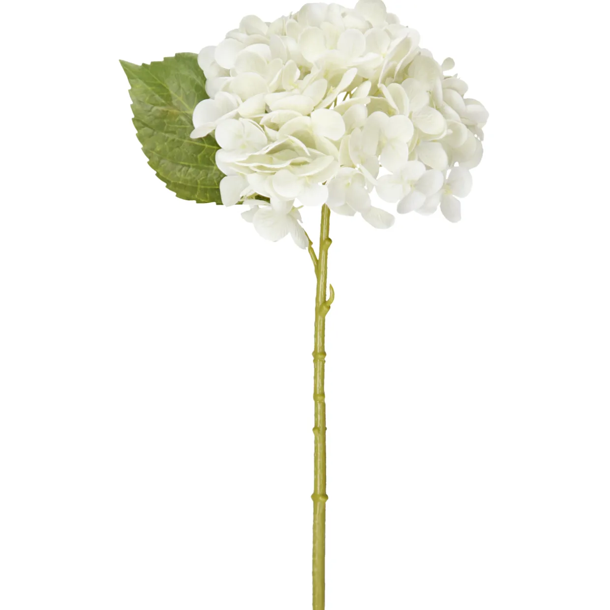 Hortensia Kotikulta 32 cm valkoinen