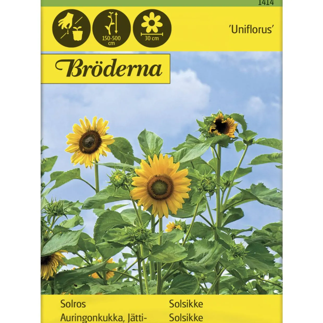 Jättiauringonkukka Uniflorus siemen Bröderna Nelsons