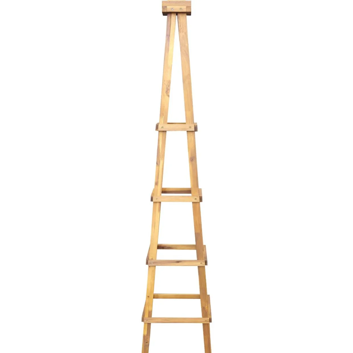 Kasvipyramidi Parco akaasia