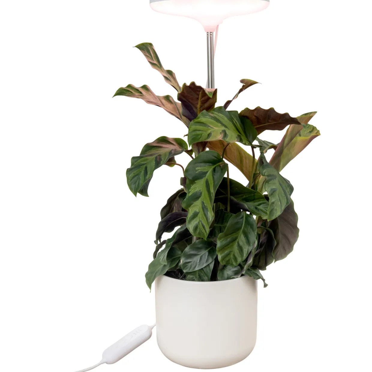 Kasvivalo Airam Ivy 14W/835 650lm