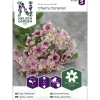 Kesäleimu siemen Nelson Garden Basic Cherry Caramel