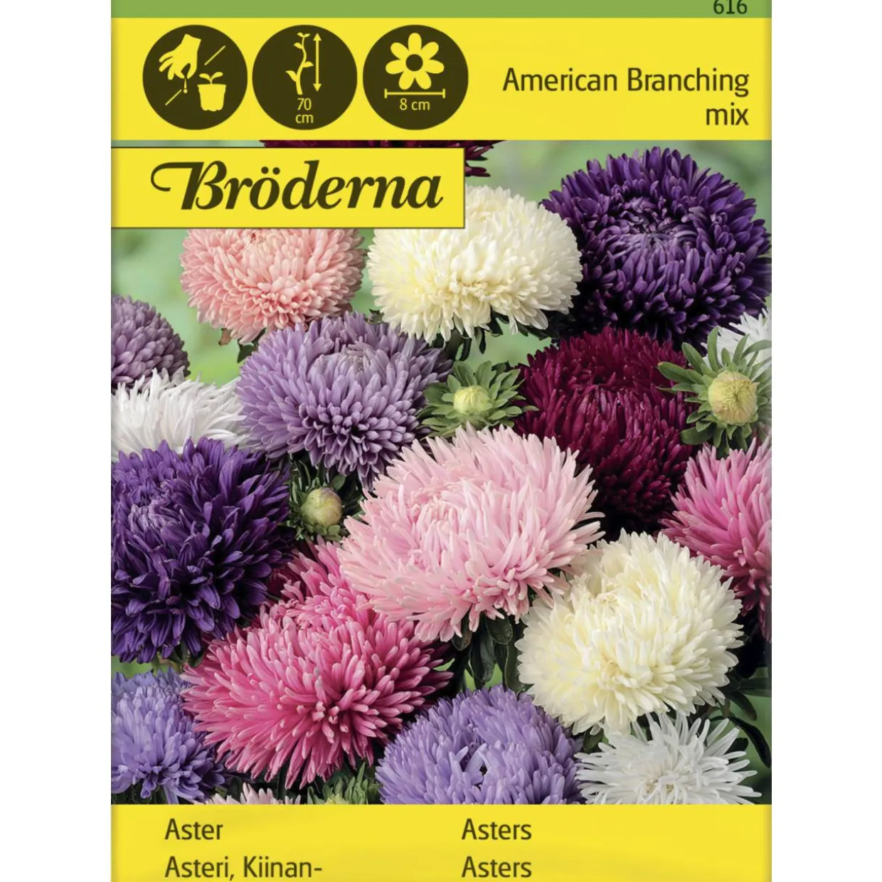 Kiinanasteri American Branching siemen Bröderna Nelsons