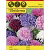 Kiinanasteri Dwarf chrysanthemum seos siemen Bröderna Nelsons