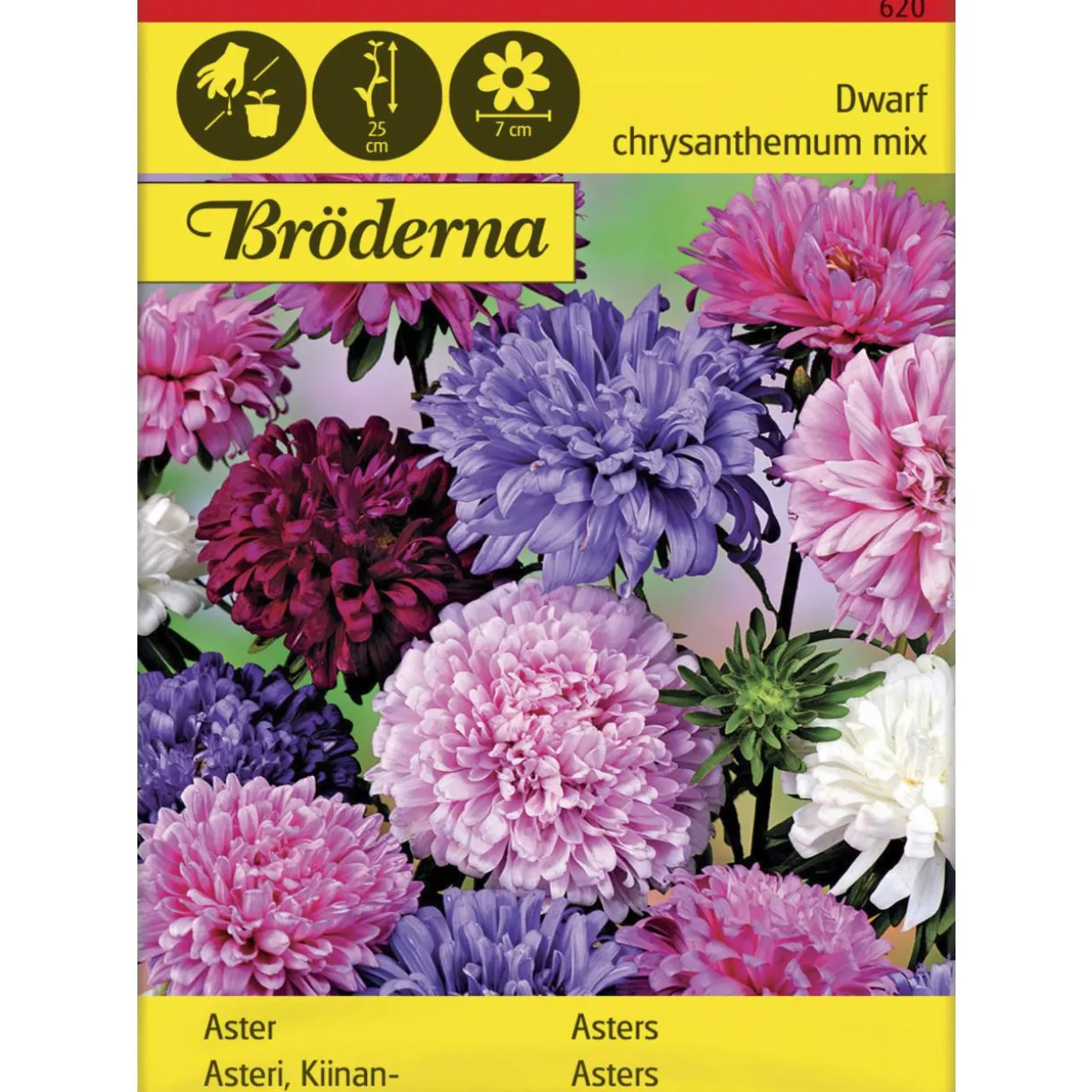 Kiinanasteri Dwarf chrysanthemum seos siemen Bröderna Nelsons
