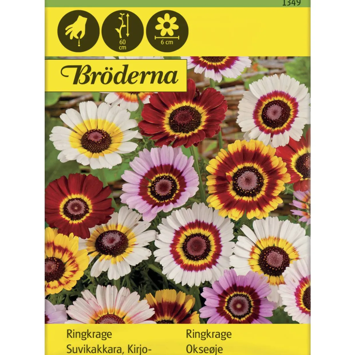 Kirjosuvikakkara siemen Bröderna Nelsons