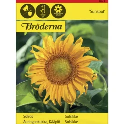 Kääpiöauringonkukka Sunspot siemen Bröderna Nelsons