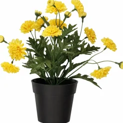 Krysanteemi ruukussa Kotikulta 27 cm keltainen