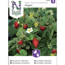 Kuukausimansikka siemen Nelson Garden Basic Rügen