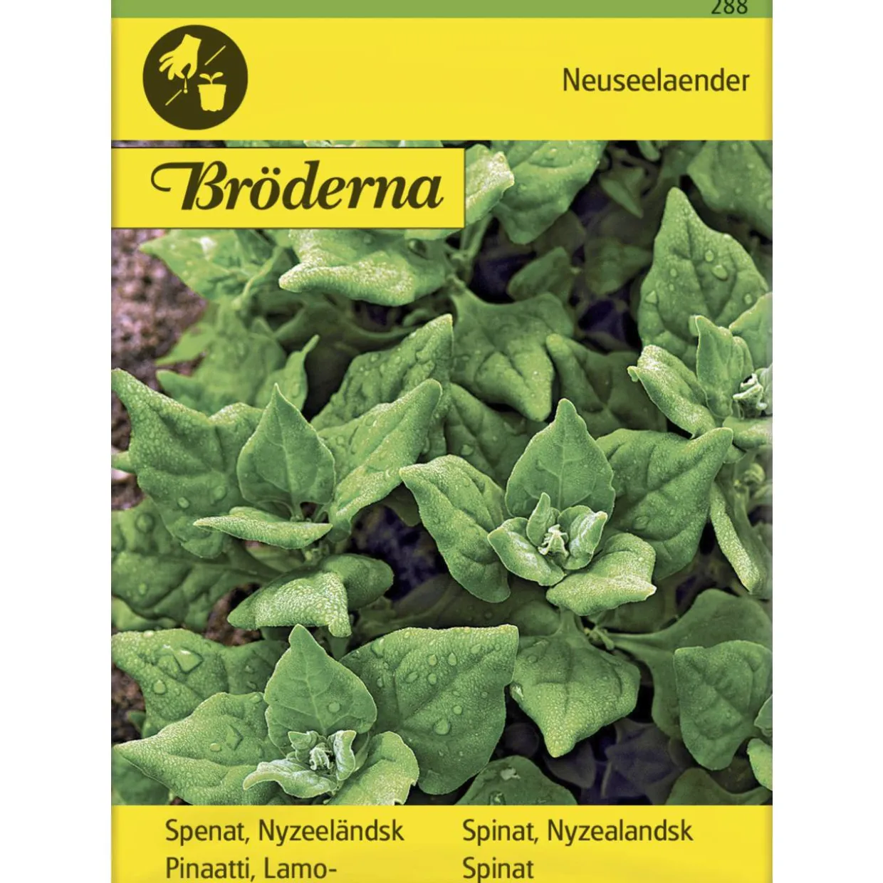 Lamopinaatti Uudenseelannin siemen Bröderna Nelsons