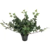 Muratti Kotikulta 23 cm ruukussa