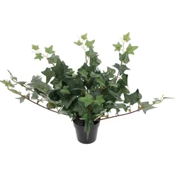 Muratti Kotikulta 23 cm ruukussa