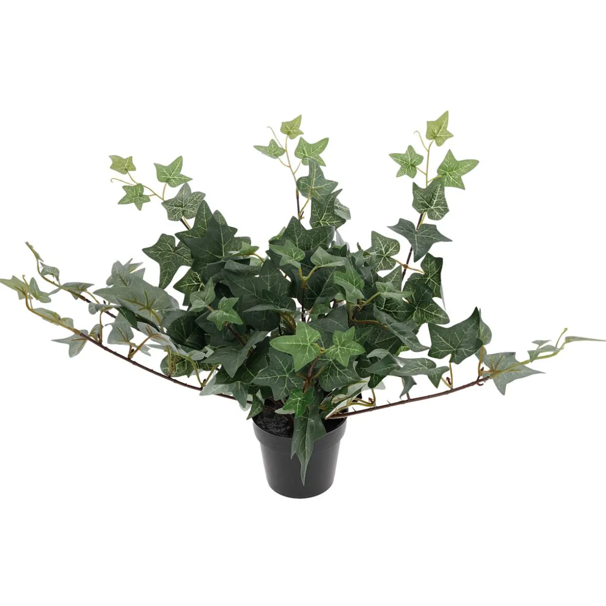 Muratti Kotikulta 23 cm ruukussa