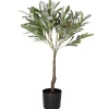 Oliivipuu Kotikulta 75 cm