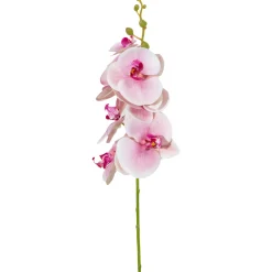 Orkideaoksa Kotikulta 94 cm vaaleanpunainen