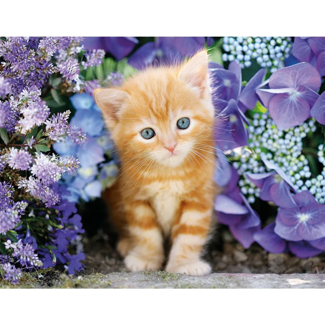Palapeli Clementoni 500 palaa Ginger Cat