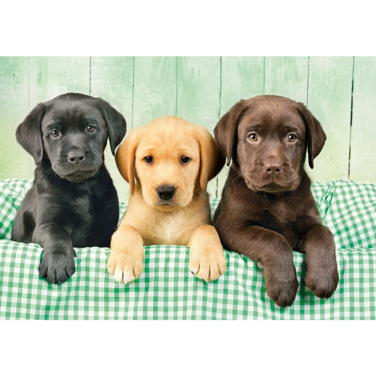 Palapeli Clementoni 1000 palaa Three Labrador
