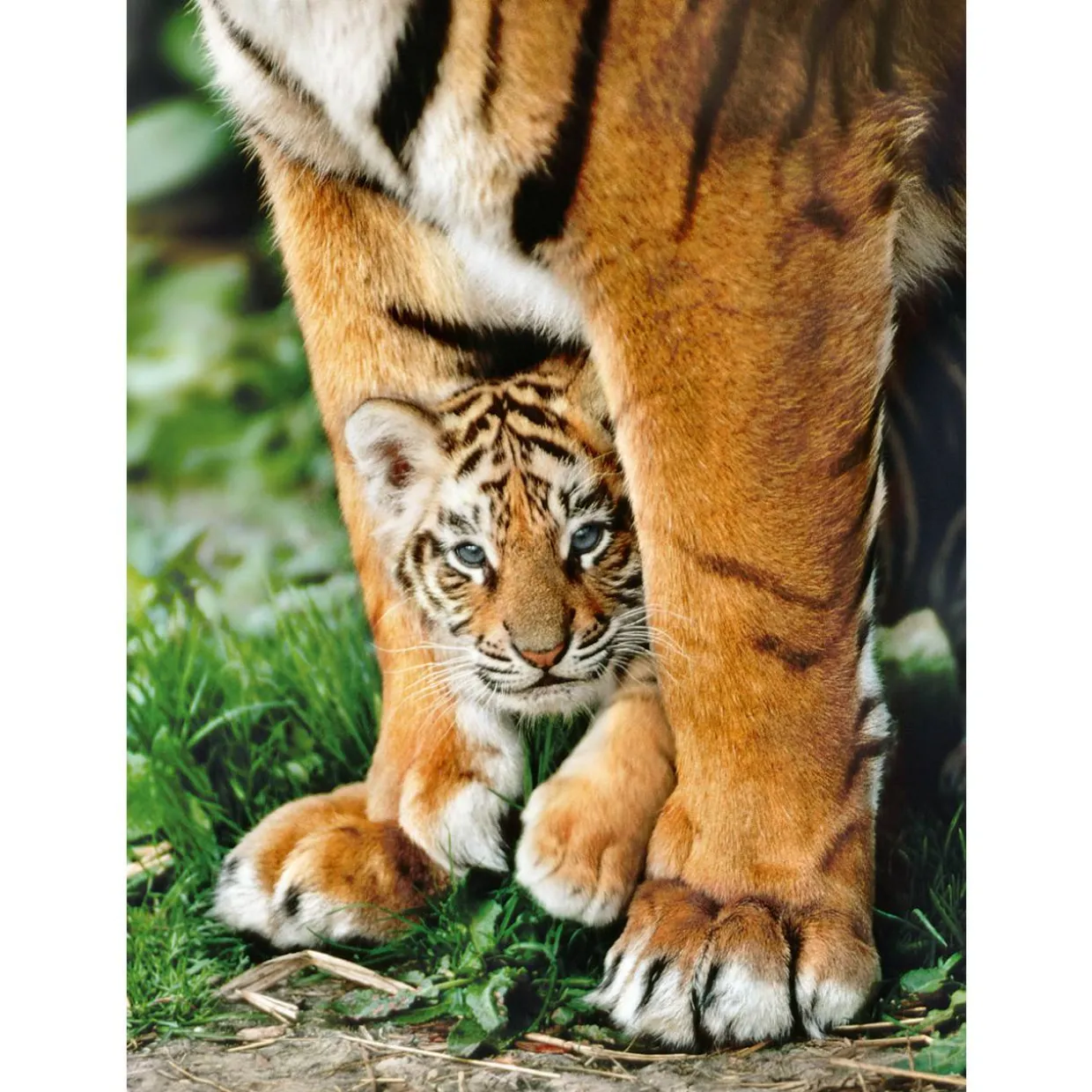 Palapeli Clementoni 500 palaa Tiger