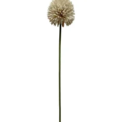 Pallokrysanteemi Kotikulta 62 cm
