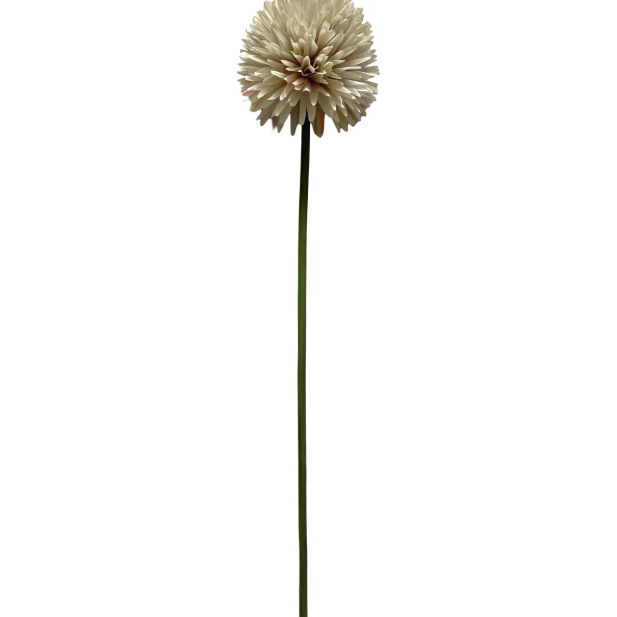 Pallokrysanteemi Kotikulta 62 cm
