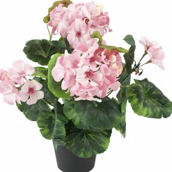 Pelargonia Kotikulta 30 cm ruukussa pinkki
