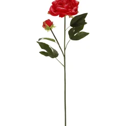 Pionin oksa Kotikulta 70 cm