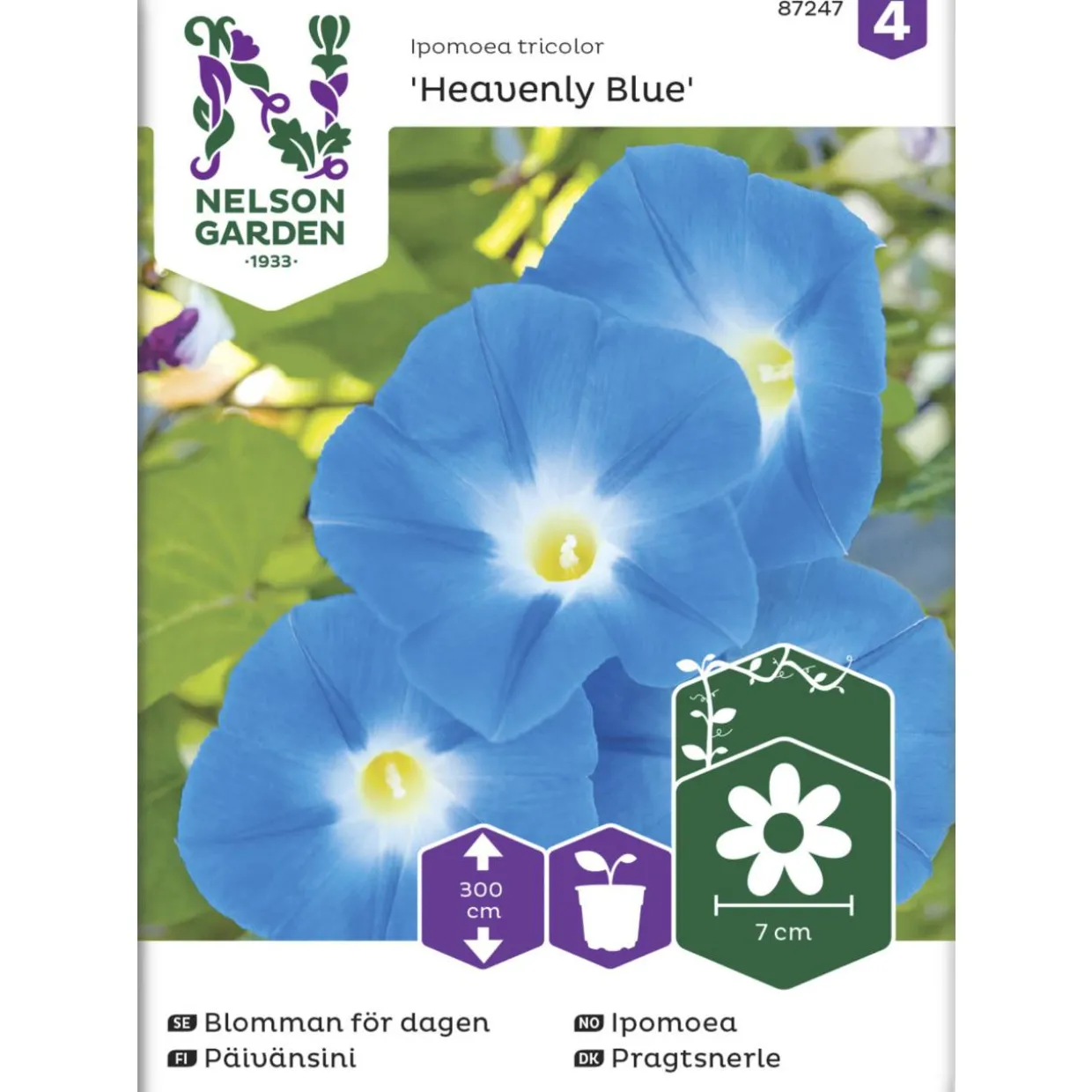 Päivänsini siemen Nelson Garden Basic Heavenly Blue