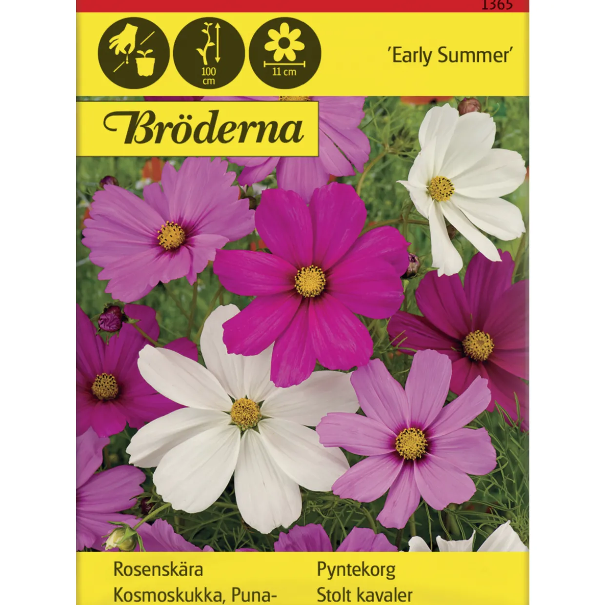 Punakosmoskukka Early Summer siemen Bröderna Nelsons