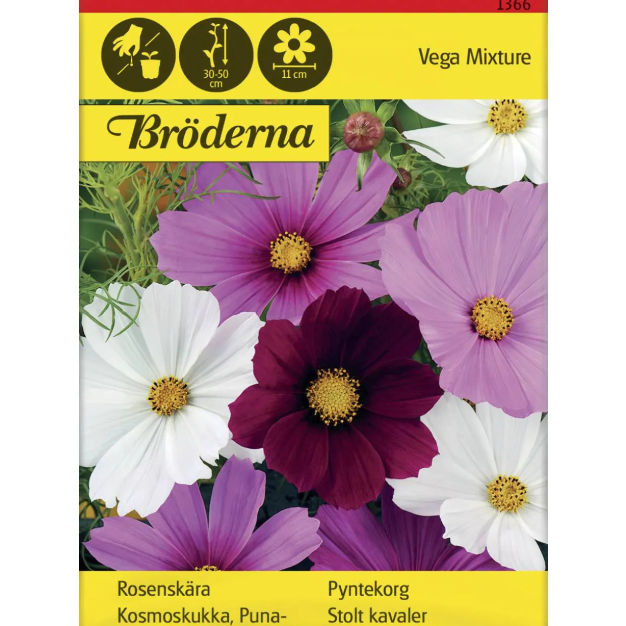 Punakosmoskukka Vega Mixture siemen Bröderna Nelsons