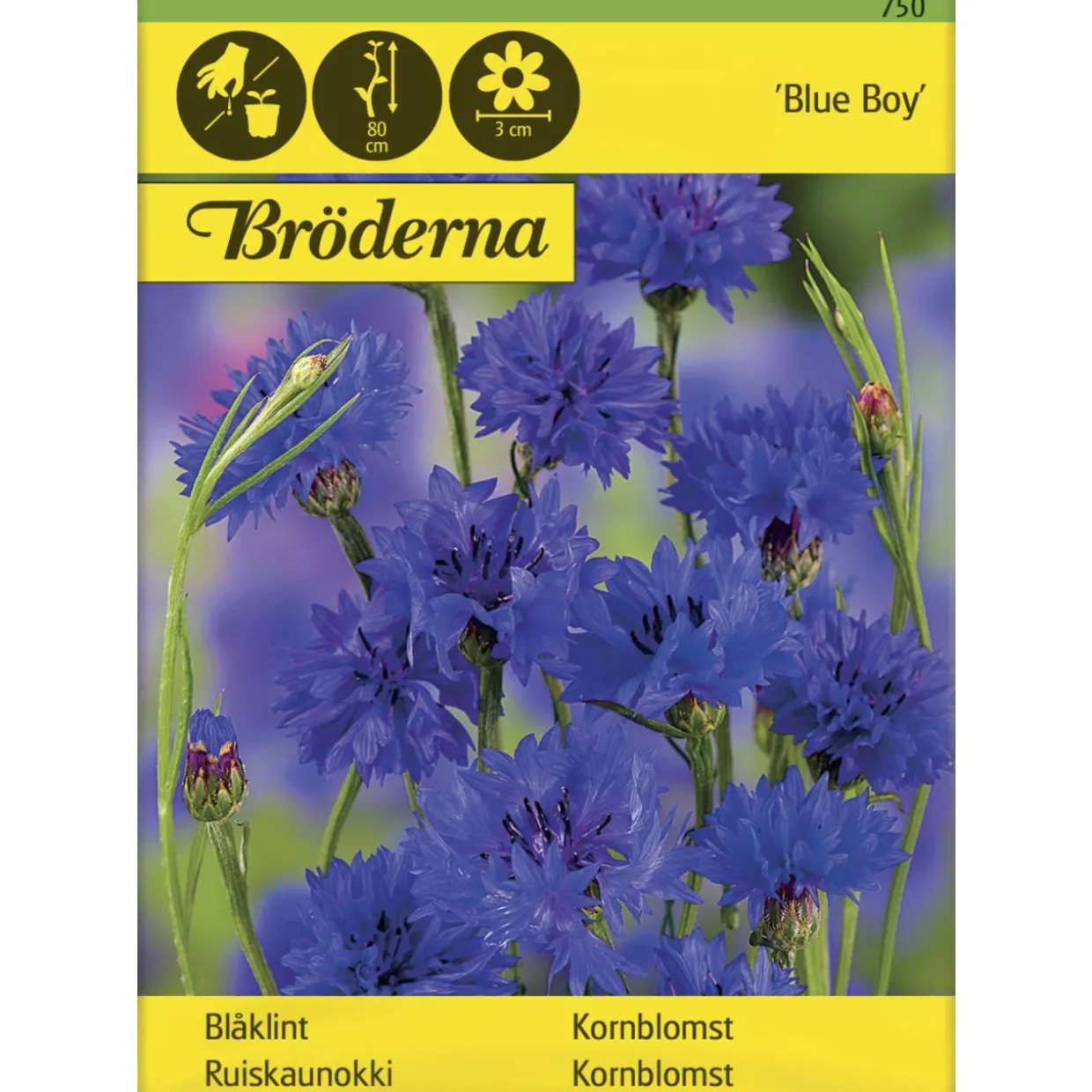 Ruiskaunokki Blue Boy siemen Bröderna Nelsons