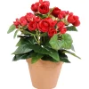 Ruusubegonia Kotikulta 26 cm punainen