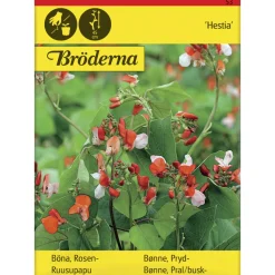 Ruusupapu Hestia matala siemen Bröderna Nelsons