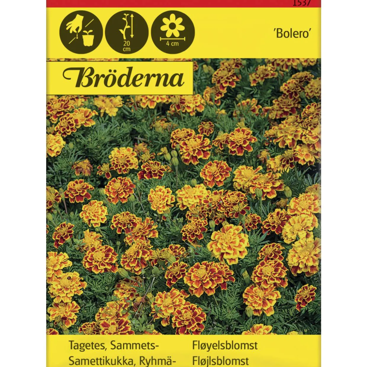 Ryhmäsamettikukka Bolero siemen Bröderna Nelsons