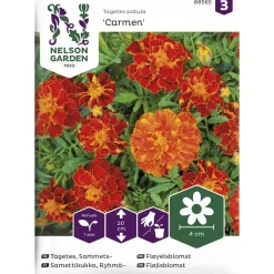 Ryhmäsamettikukka siemen Nelson Garden Basic Carmen