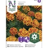 Ryhmäsamettikukka siemen Nelson Garden Basic Bolero
