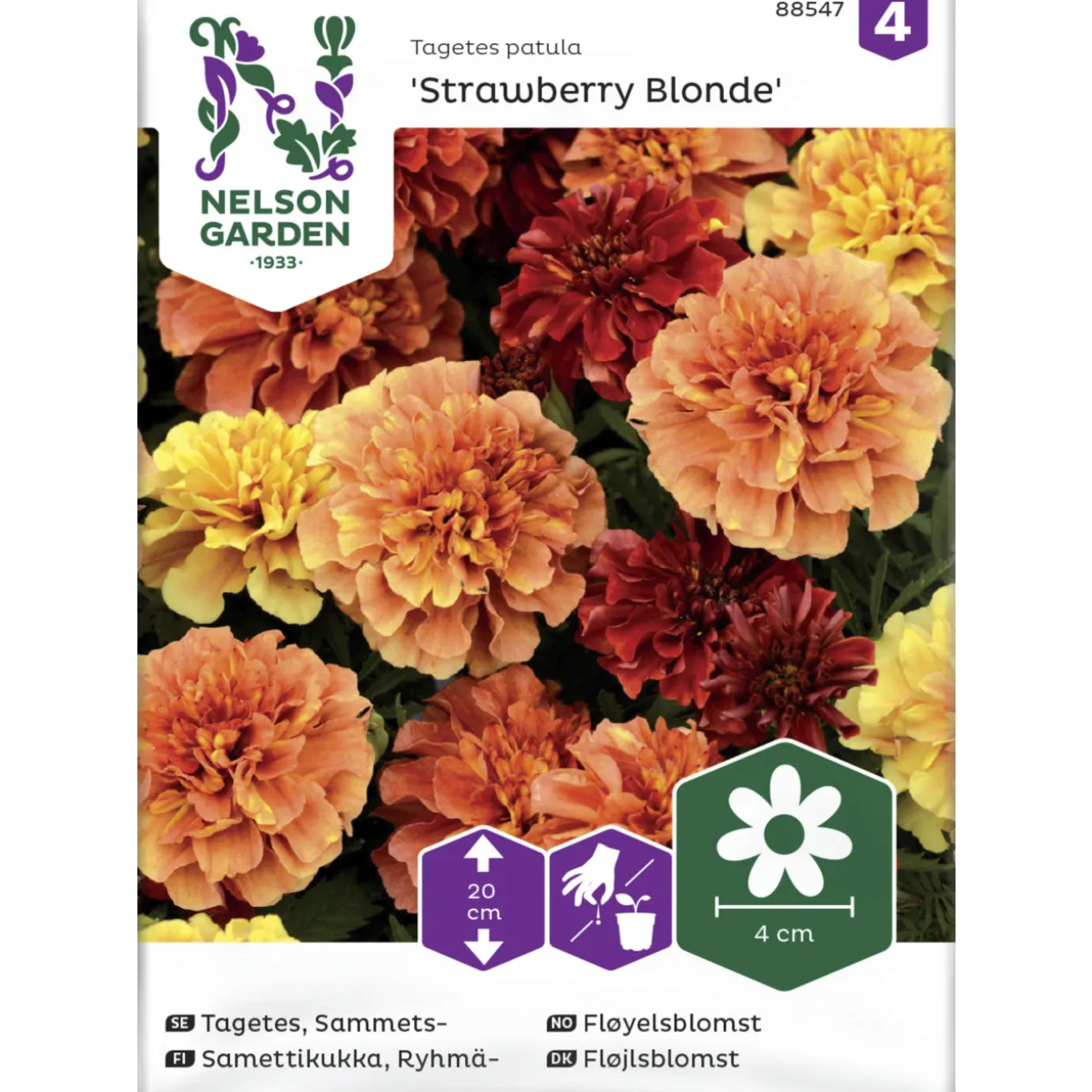 Ryhmäsamettikukka siemen Nelson Garden Basic 'Strawberry Blonde