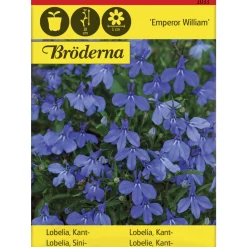 Sinilobelia Emperor William siemen Bröderna Nelsons