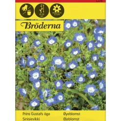 Sinisievikki siemen Bröderna Nelsons