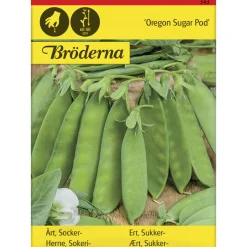 Sokeriherne Oregon Sugar Pod siemen Bröderna Nelsons