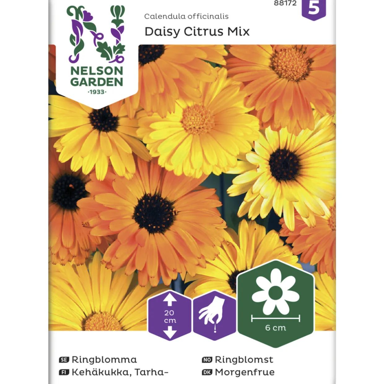 Tarhakehäkukka siemen Nelson Garden Basic Daisy Citrus Mix