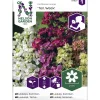 Tarhaleukoija siemen Nelson Garden Basic Ten Week
