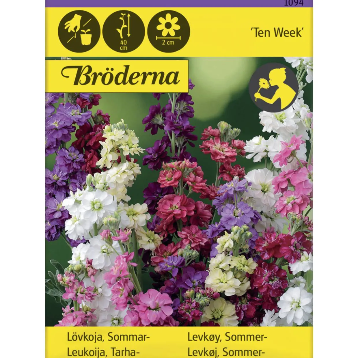 Tarhaleukoija Ten Week siemen Bröderna Nelsons