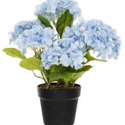 Terassihortensia Kotikulta 42 cm