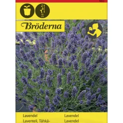 Tähkälaventeli siemen Bröderna Nelsons